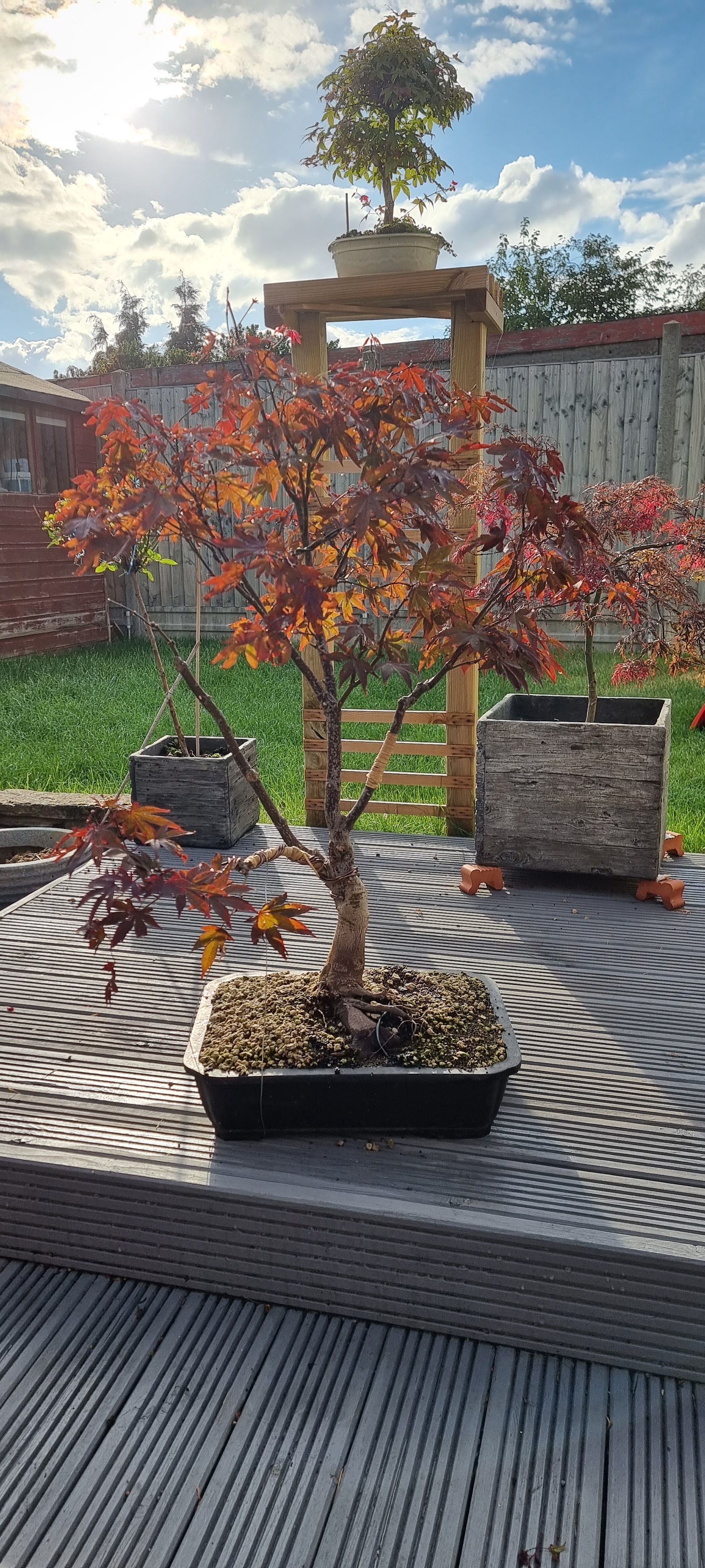 Bonsai Update