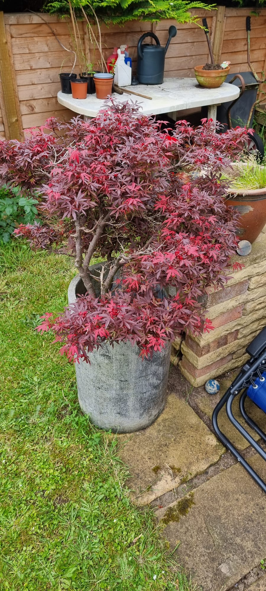 Bonsai Update