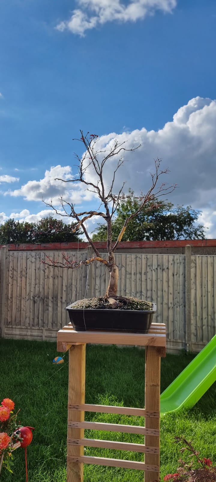 Bonsai Update